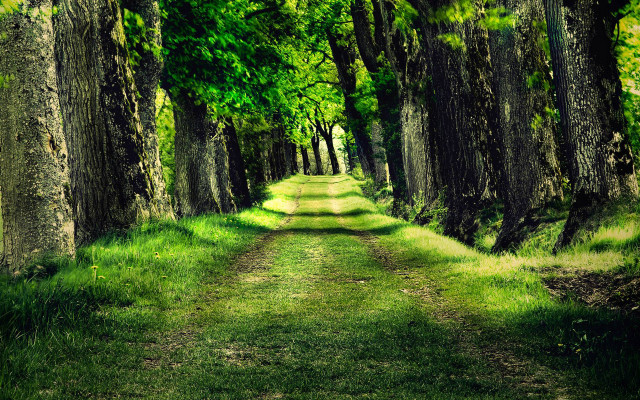 Dirt road forest trees grass #4 free wallpaper - medium preview image