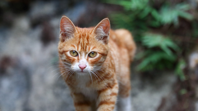 Cat rock bokeh motion blur free wallpaper - medium preview image