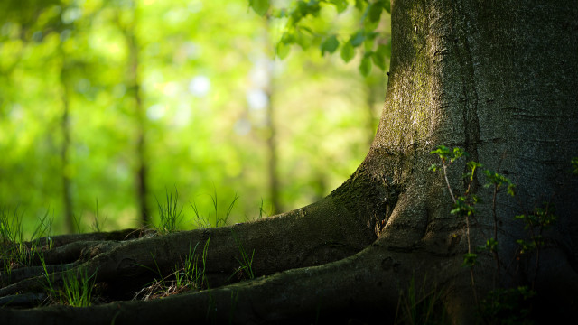 Exposed roots tree forest green free wallpaper - medium preview image
