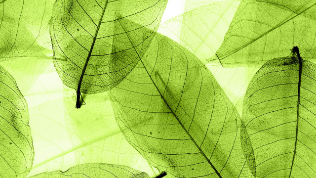 Green leaf ecological art macro free wallpaper - medium preview image