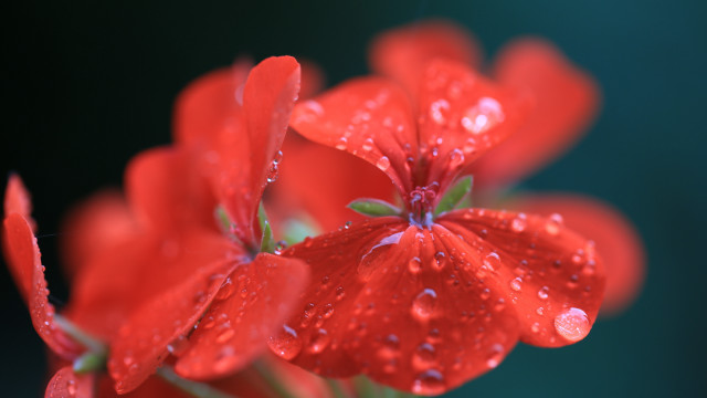Red flower water droplets macro #11 free wallpaper - medium preview image
