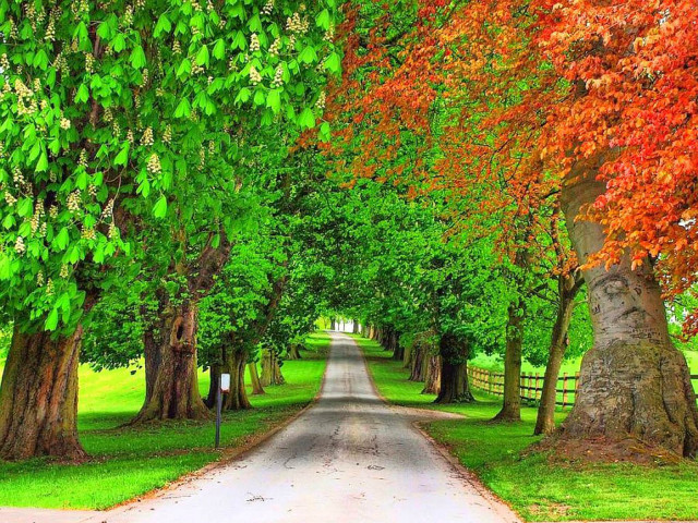 Autumn forest road tree leaves free wallpaper - medium preview image