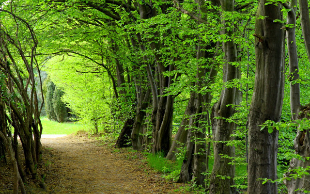Dirt path trees grass forest free wallpaper - medium preview image