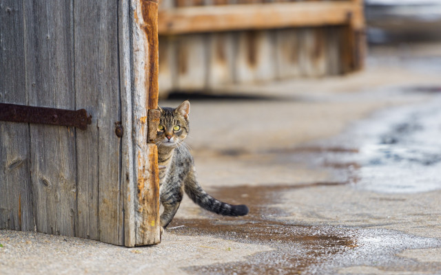 Cat standing wooden door looking free wallpaper - medium preview image