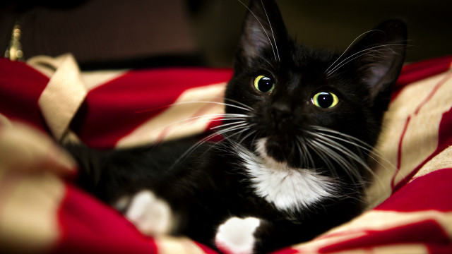 Black white cat red white free wallpaper - medium preview image
