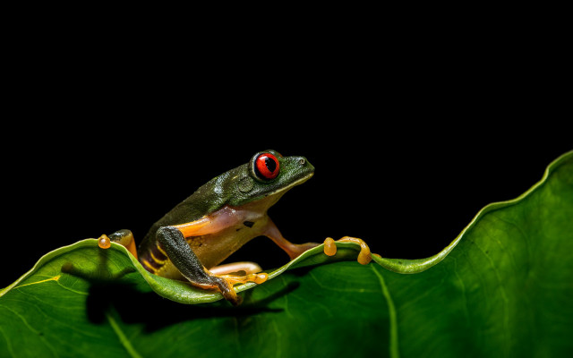 Frog red eyes leaf macro free wallpaper - medium preview image