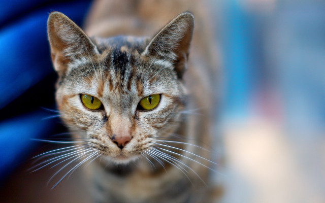 Black cat yellow eyes shallow free wallpaper - medium preview image