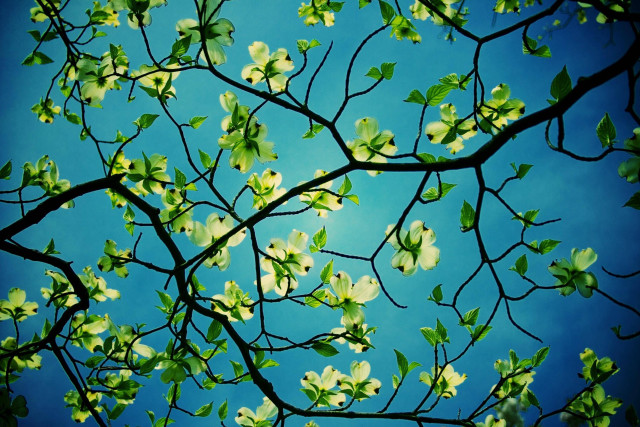 Tree branch green leaves blue free wallpaper - medium preview image