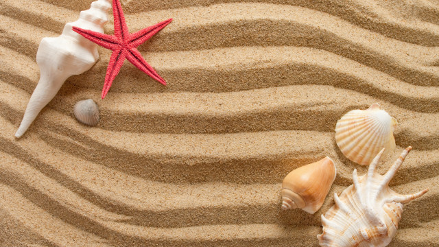 Red starfish shells sandy beach free wallpaper - medium preview image