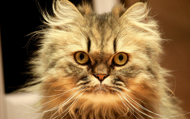 Long haired cat serious eye #2 free wallpaper - medium preview image