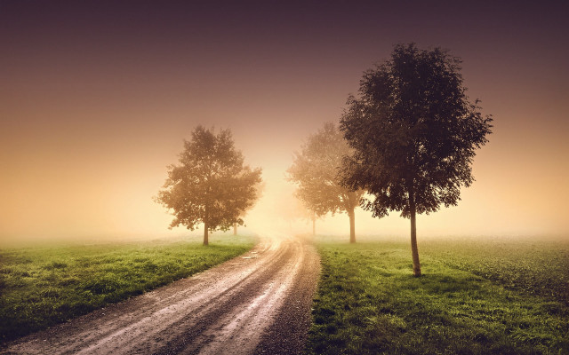Dirt road trees fog sunset free wallpaper - medium preview image