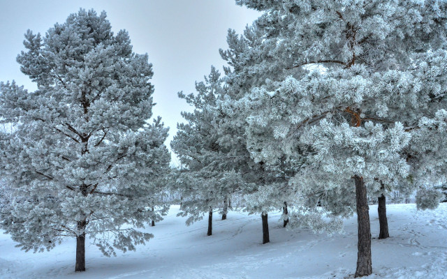 Snowy forest bench torii shrine free wallpaper - medium preview image