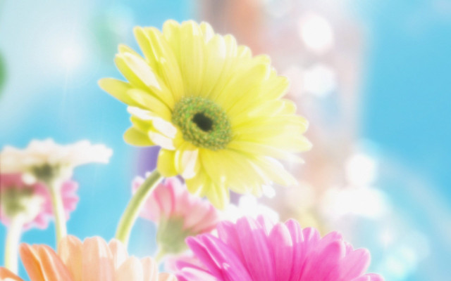 Flowers sky blurry background sunlight free wallpaper - medium preview image