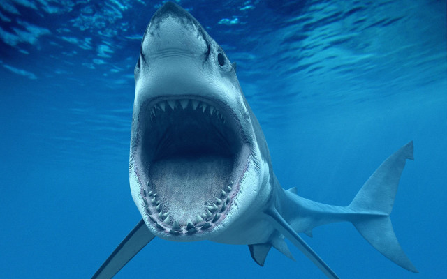 Shark open mouthed fish hook free wallpaper - medium preview image