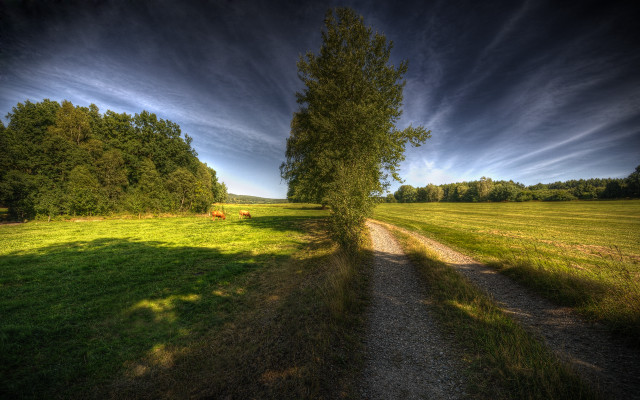 Dirt road tree field sunset free wallpaper - medium preview image