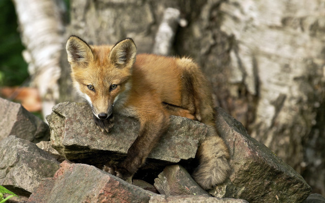 Fox cub rock woods sad free wallpaper - medium preview image