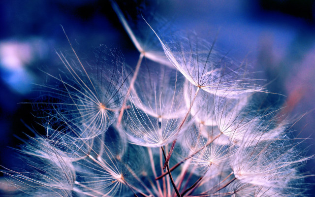 Dandelion blue blurry macro night free wallpaper - medium preview image