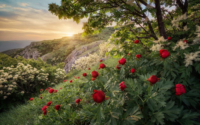 Flower sunset mountains nature magic free wallpaper - medium preview image