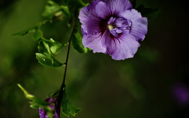 Purple flower green leaves macro #5 free wallpaper - medium preview image