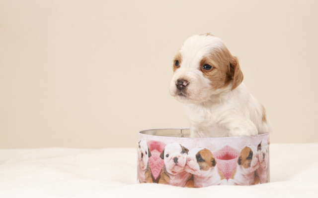 Puppy bowl puzzle pop art free wallpaper - medium preview image
