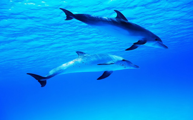 Dolphins ocean underwater blue sky free wallpaper - medium preview image