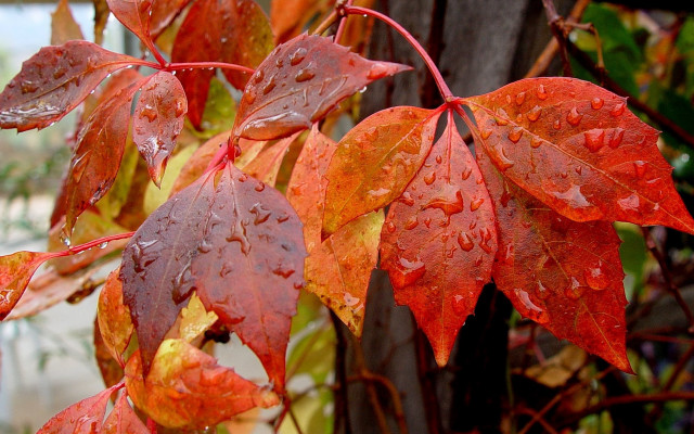 Red leaves water droplets autumn free wallpaper - medium preview image