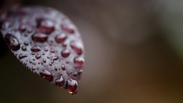 Leaf water drops macro art free wallpaper - medium preview image