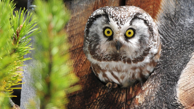 Owl yellow eyes wooden post #2 free wallpaper - medium preview image