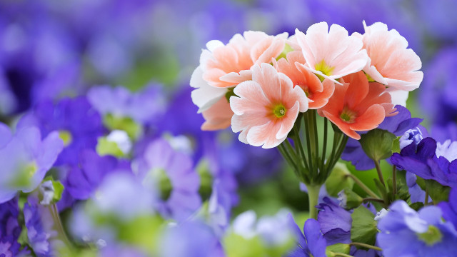 Flower field purple bokeh garden free wallpaper - medium preview image
