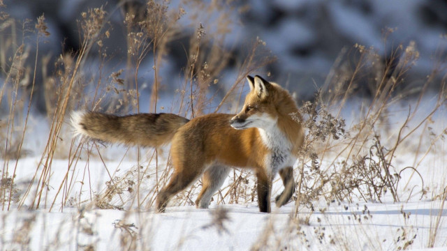 Fox walking snowy field tall free wallpaper - medium preview image