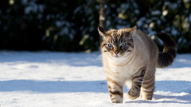 Blue eyed cat walking snow free wallpaper - medium preview image