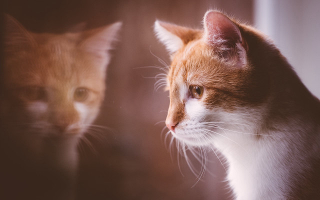 Cat reflection mirror animals photorealistic free wallpaper - medium preview image