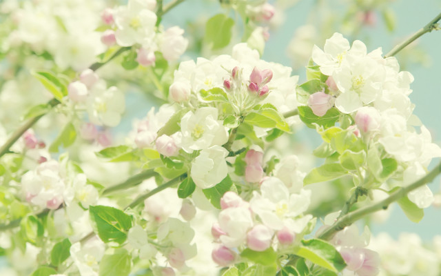 Tree white flowers green leaves #3 free wallpaper - medium preview image