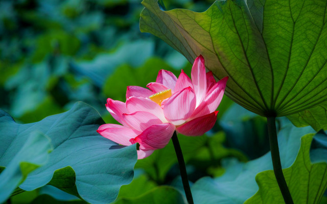 Pink lotus pond green leaves free wallpaper - medium preview image