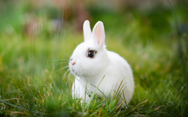 Sad rabbit grass nature blurry free wallpaper - medium preview image
