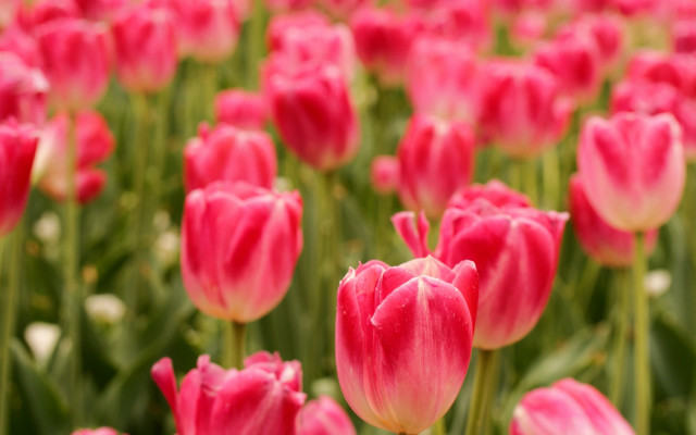 Pink flower bokeh shallow depth free wallpaper - medium preview image