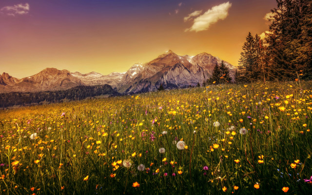 Wildflowers mountains sunset colorful sky free wallpaper - medium preview image