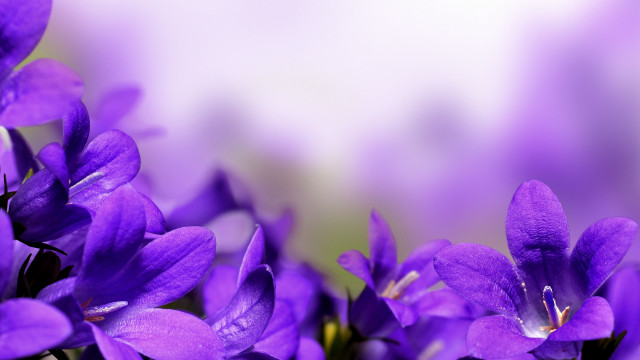 Purple butterfly flower glow macro free wallpaper - medium preview image