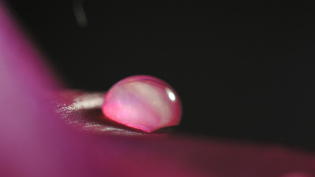 Pink object macro moon ovum free wallpaper - medium preview image