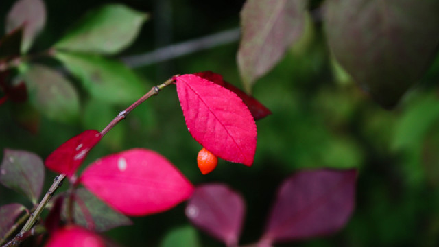 Red leaf berry bloom nature free wallpaper - medium preview image