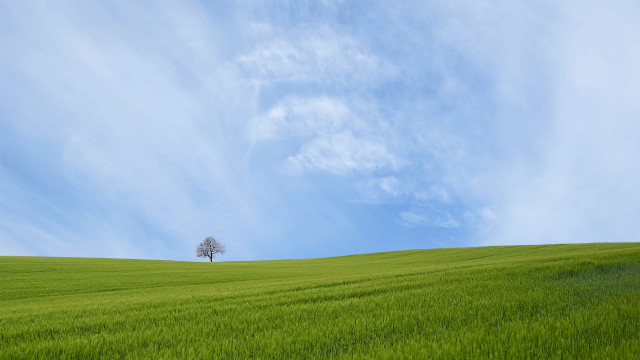 Lone tree grassy hill blue #2 free wallpaper - medium preview image