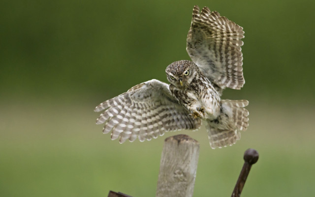 Two birds pole grass wings free wallpaper - medium preview image