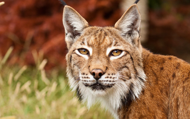 Cat closeup blurry background grass free wallpaper - medium preview image