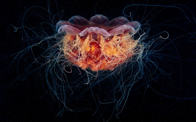 Jellyfish orange yellow tentacles ecological free wallpaper - medium preview image