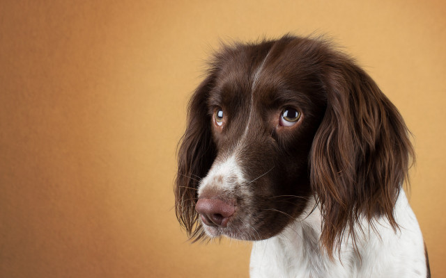 Brown dog white spot hyperrealism free wallpaper - medium preview image