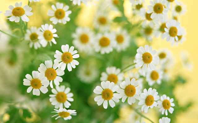 Daisy vase flower field yellow free wallpaper - medium preview image