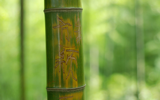 Bamboo writing scenery blurry background free wallpaper - medium preview image