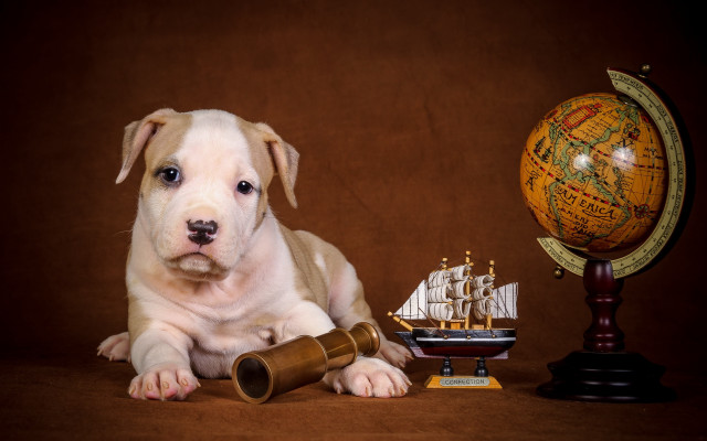 Dog telescope ship globe wooden free wallpaper - medium preview image