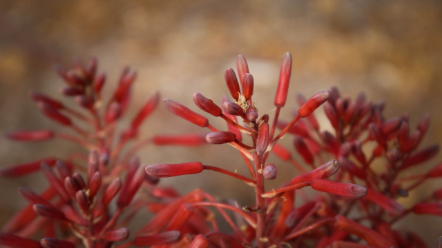 Red plant closeup bokeh macro free wallpaper - medium preview image