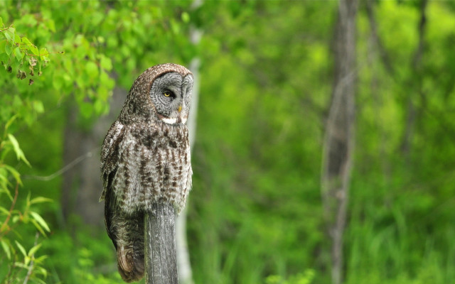 Owl branch forest bokeh nature free wallpaper - medium preview image